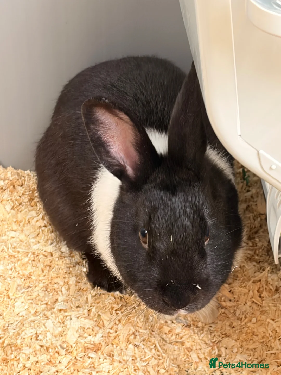 Dutch rabbits for sale: Beautiful rabbit called Ralph  in Leeds - Advert 2