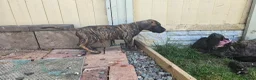 Great Dane dogs for sale: ONLY 3 GIRLS LEFT -BRINDLE GREAT DANES - Advert 5