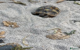 Tortoise reptiles for sale: Tortise - Advert 2