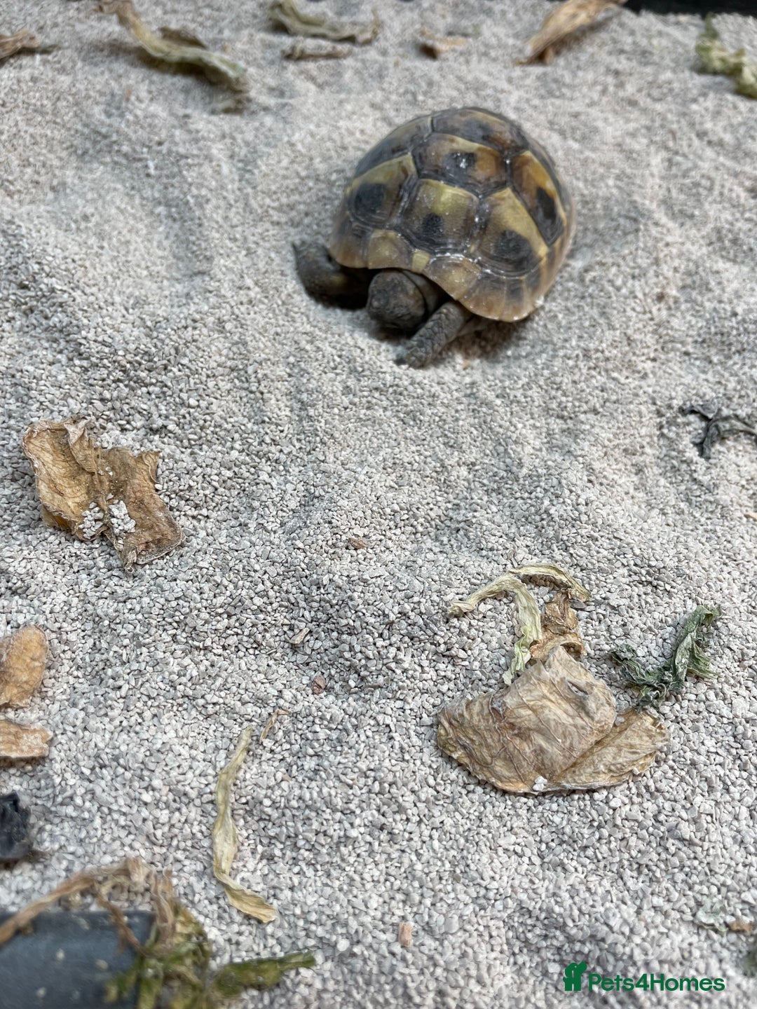 Tortoise reptiles for sale: Tortise - Advert 2