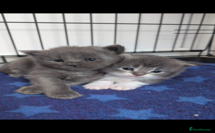 Maine Coon cats - Advert 8