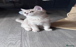 Scottish Fold cats for sale: Scottish fold and Scottish straight Tica pedigree  in Croydon - Image 21