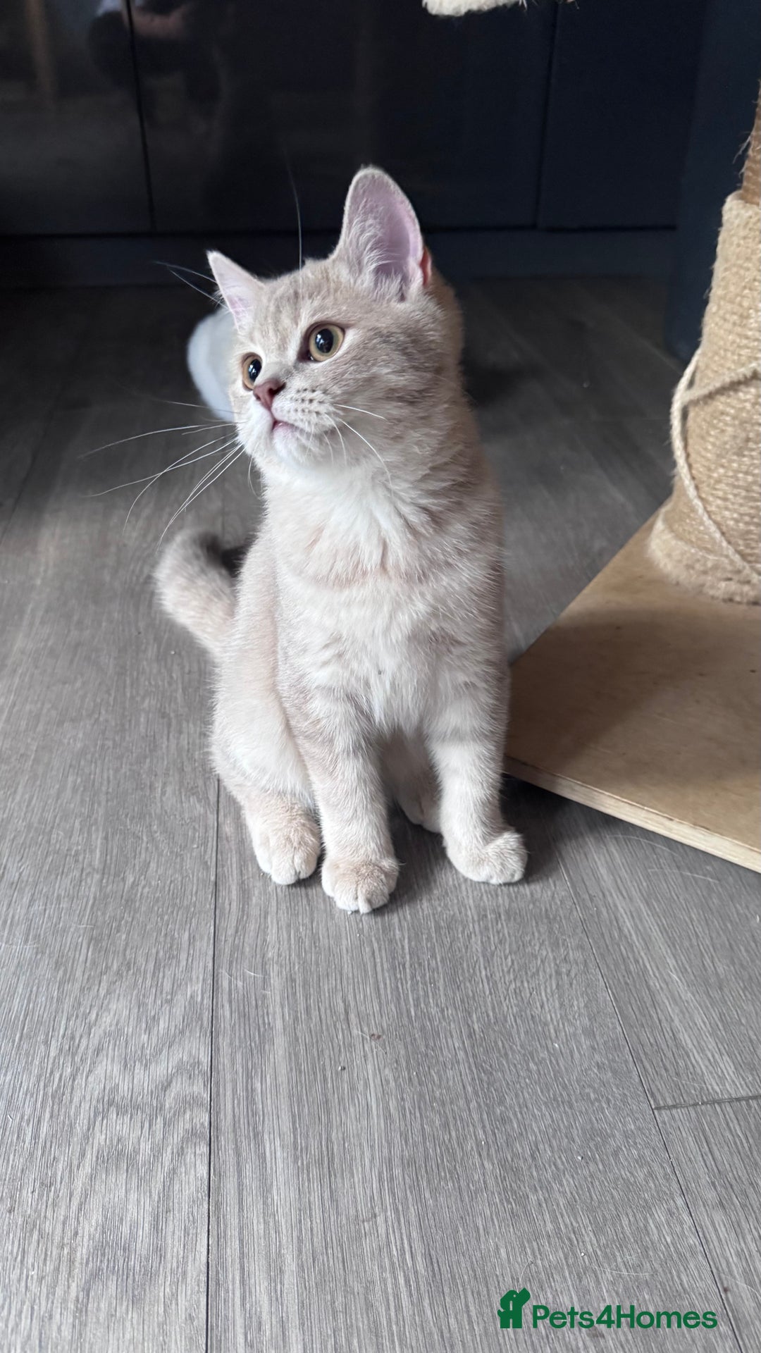 Scottish Fold cats for sale: Scottish fold and Scottish straight Tica pedigree  in Croydon - Image 21