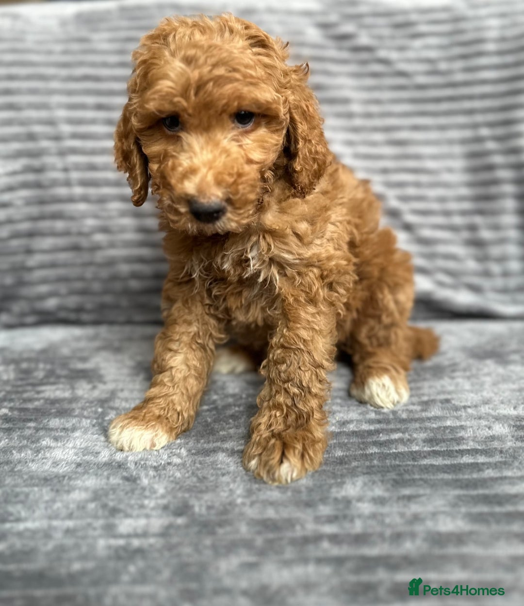 Goldendoodle dogs for sale: STUNNING GOLDEN DOODLES READY NOW - Image 12