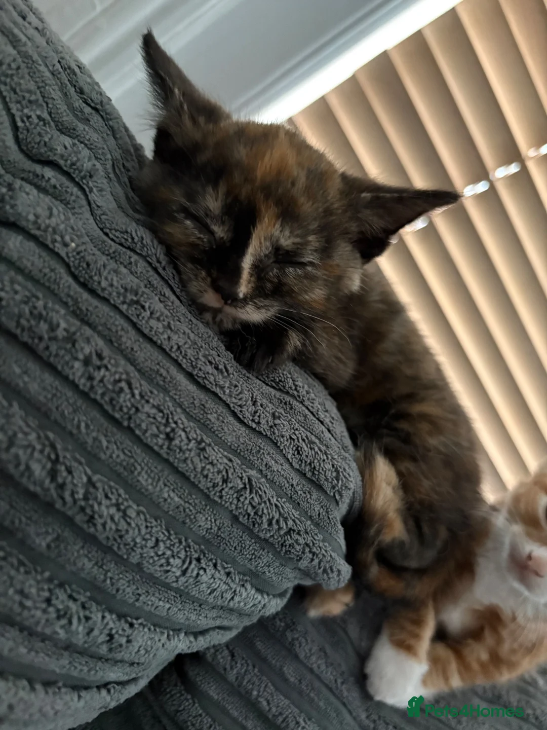Mixed Breed cats for sale: 2 female kittens  in Great Yarmouth - Advert 10