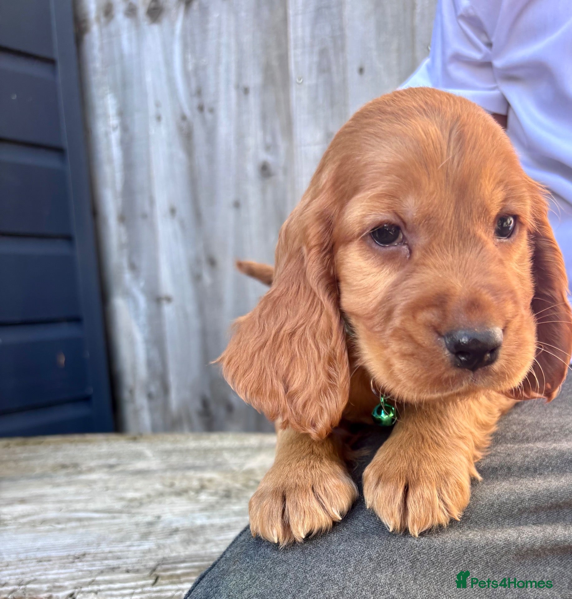 Cocker Spaniel dogs ❤️ Beautifull puppies available ❤️ - Advert 2