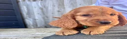 Cocker Spaniel dogs for sale: ❤️ Beautifull puppies available ❤️ - Advert 6