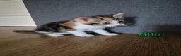 Ragdoll cats for sale: Ragdoll mixed Calico princesses  - Advert 8