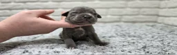 Staffordshire Bull Terrier dogs for sale: KC BLUE STAFFORDSHIRE BULL TERRIER PUPS - Advert 14
