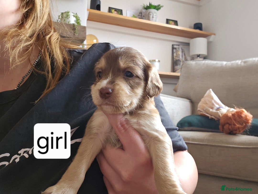 Mixed Breed dogs for sale: Mixed breed puppies for sale - Image 5