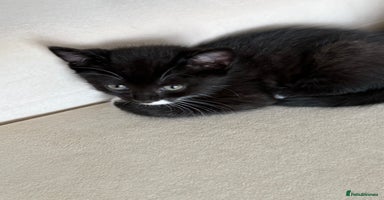 Mixed Breed cats - Advert 2