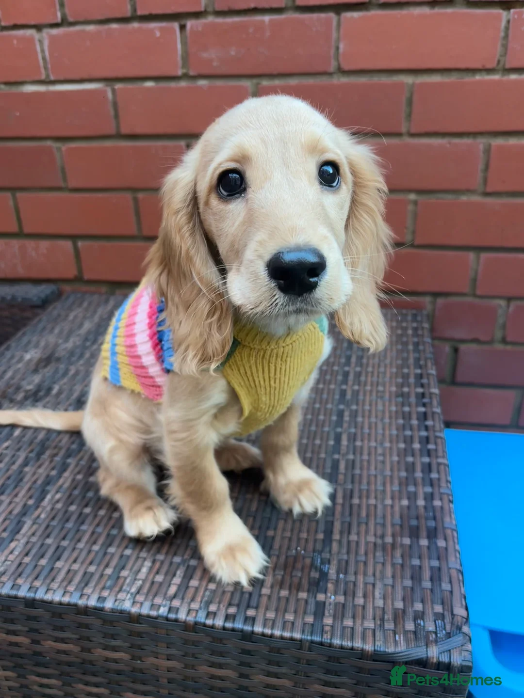 Cocker Spaniel dogs for sale: Golden Show Cocker Spaniel - Advert 2