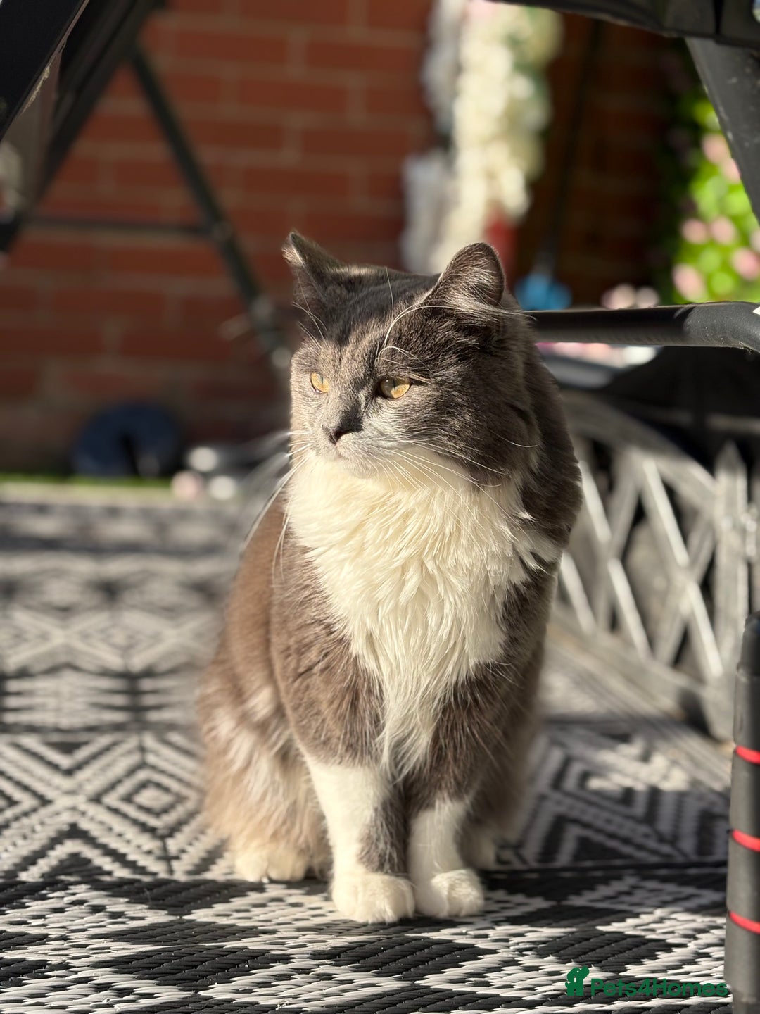 Mixed Breed cats for sale: Zuuko - Image 5