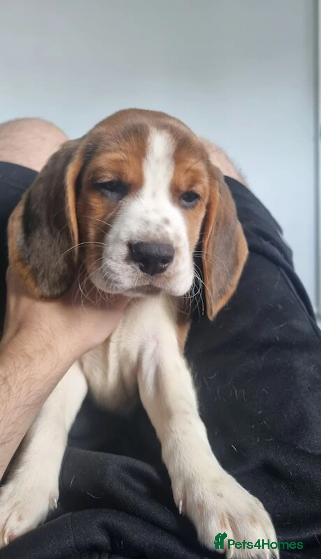 Beagle dogs for sale: beagles Puppies  - Advert 4