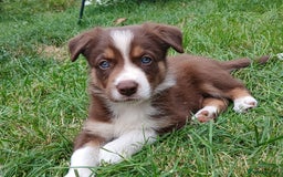 Border Collie dogs for sale: Delightful border collie pups  - Image 1