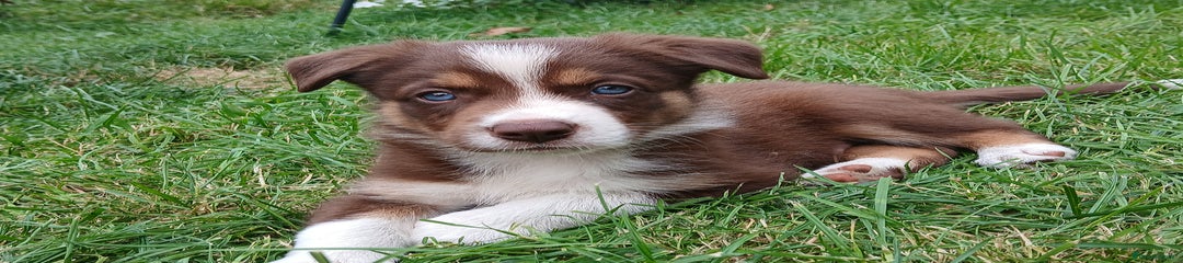 Border Collie Puppy 1