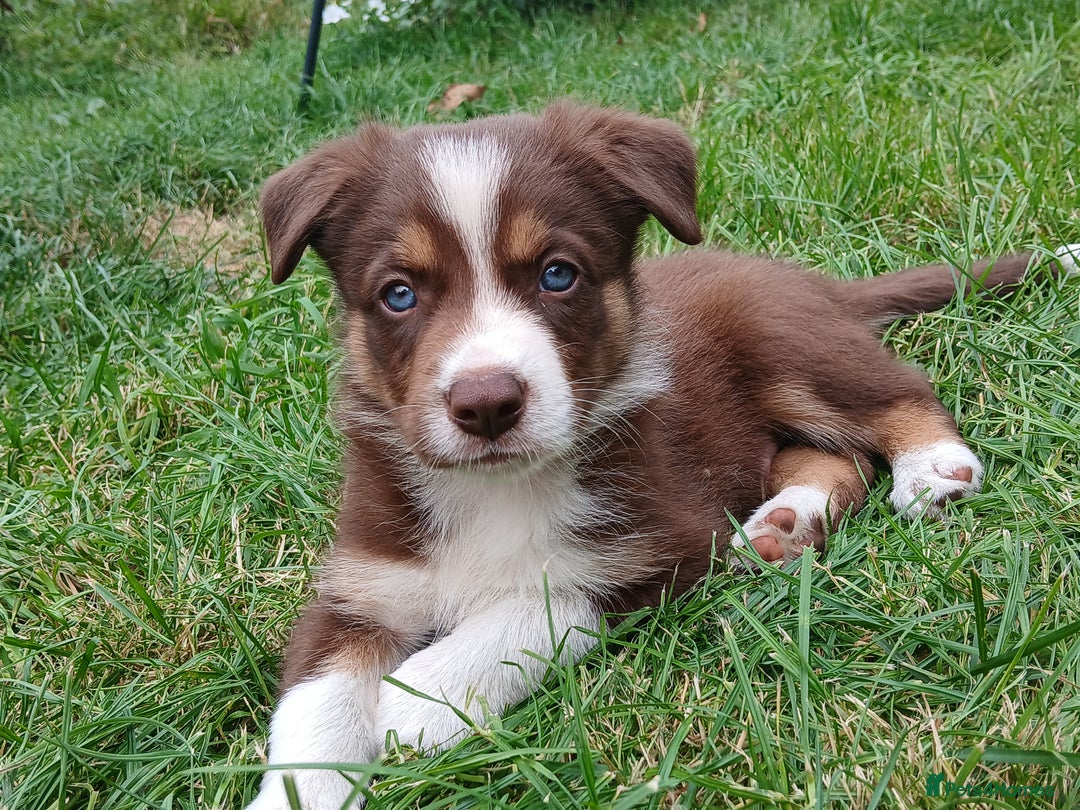 Border Collie dogs for sale: Delightful border collie pups  - Image 1