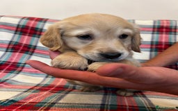 Golden Retriever dogs for sale: KC Registered Golden Retrievers  - Image 19