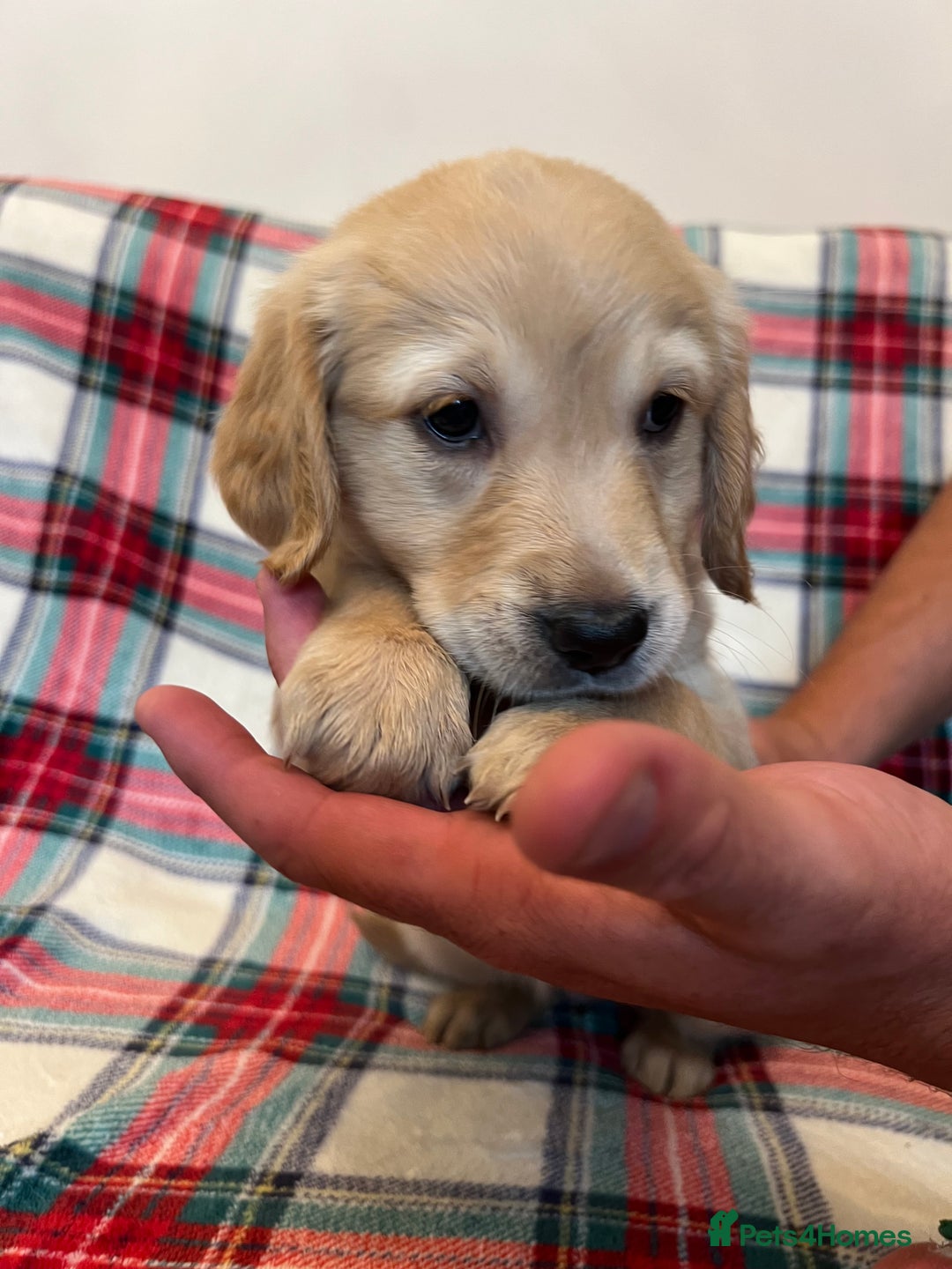 Golden Retriever dogs for sale: KC Registered Golden Retrievers  - Image 19