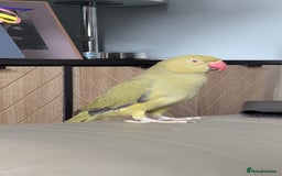 Parrots birds for sale: Ring neck parrot  - Image 7