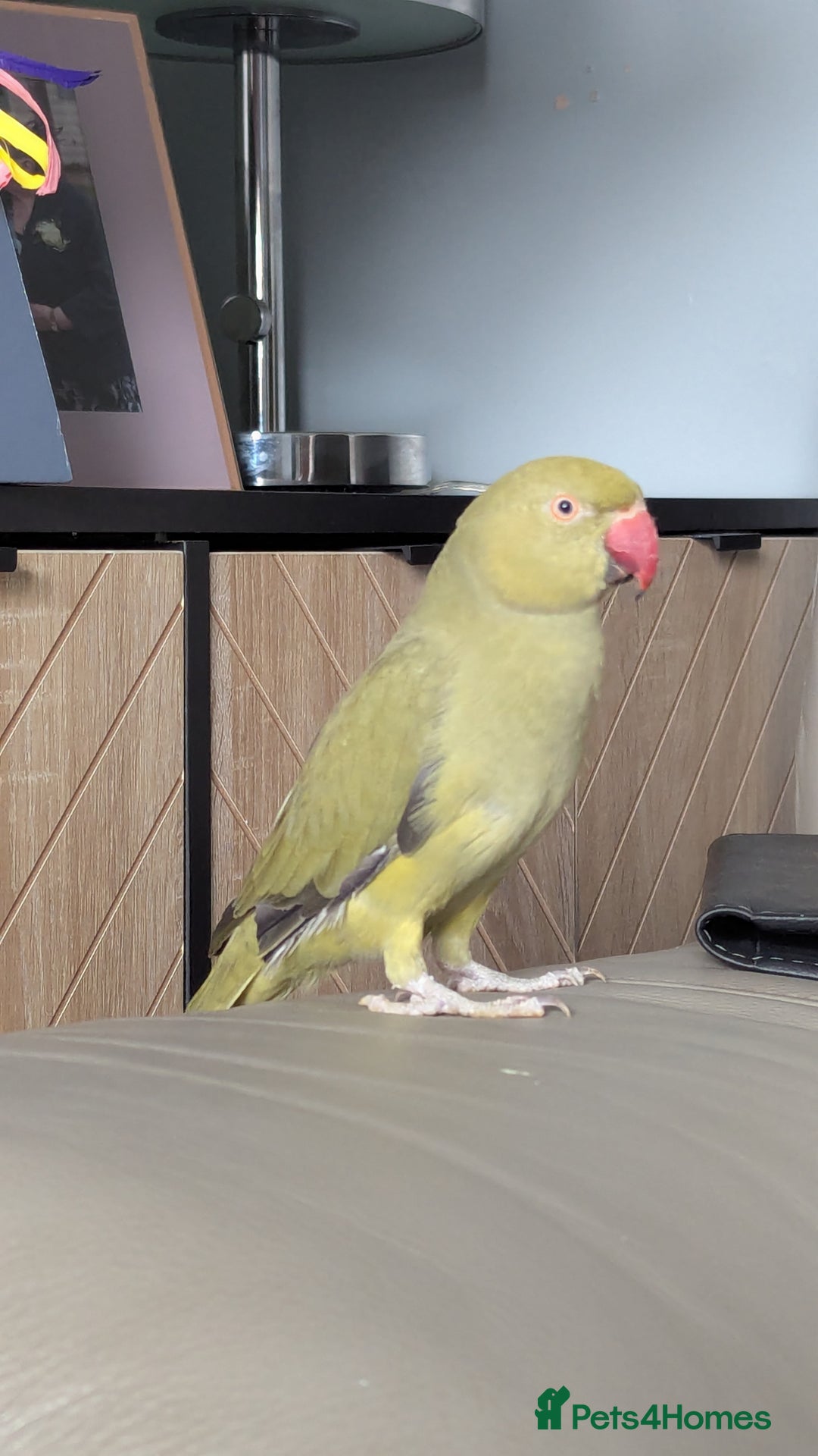Parrots birds for sale: Ring neck parrot  - Image 7