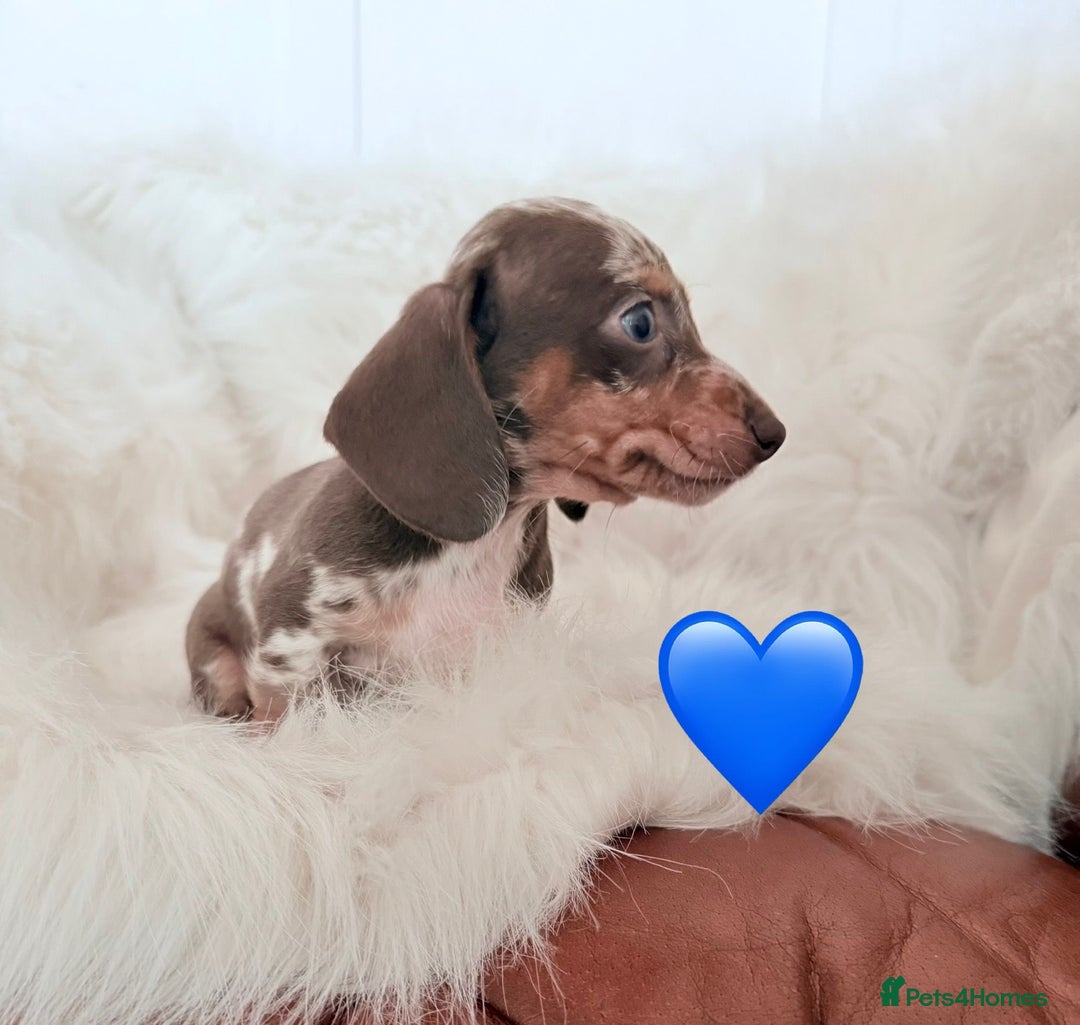 Miniature Dachshund dogs for sale: Stunning Litter of Miniature Dachshund Pups  - Image 10