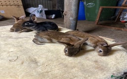 Netherland Dwarf rabbits for sale: Netherlands, Rex’s, californians ready to go - Image 1