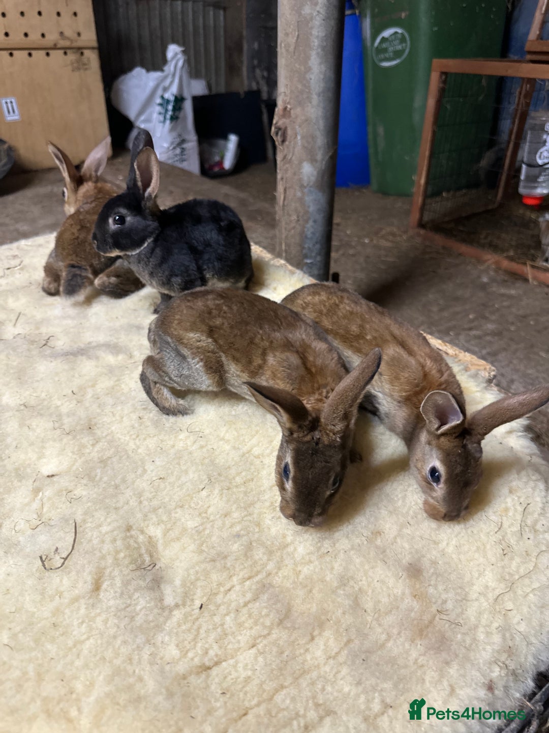 Netherland Dwarf rabbits for sale: Netherlands, Rex’s, californians ready to go - Image 1