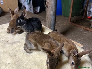 Netherland Dwarf rabbits - Advert 26