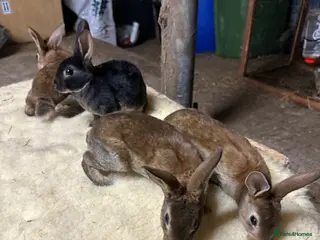 Netherland Dwarf rabbits Netherlands, Rex’s, californians ready to go - Advert 1