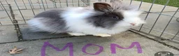 Lionhead rabbits for sale: 3 Beautiful dwarf Lion head Bunnies  - Advert 14