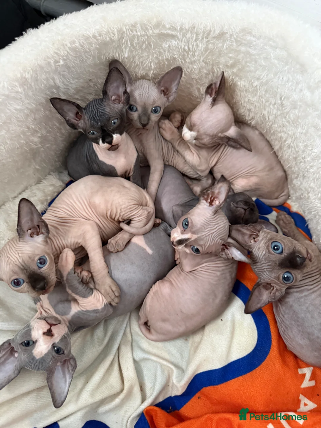 Sphynx cats for sale: sphynx kittens canadian ready to leave now . - Advert 1