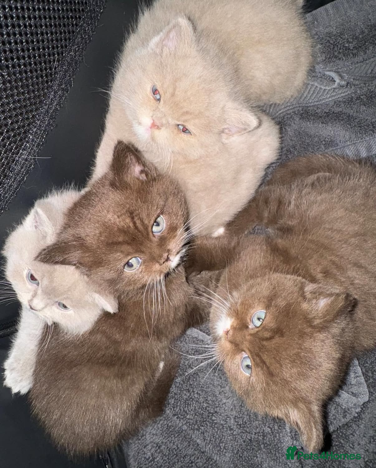 British Shorthair cats British Shorthair Kittens - Advert 1