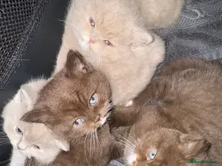 British Shorthair cats British Shorthair Kittens - Advert 1