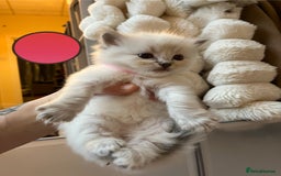 Ragdoll cats for sale: Beautiful pure ragdoll kittens  - Advert 20