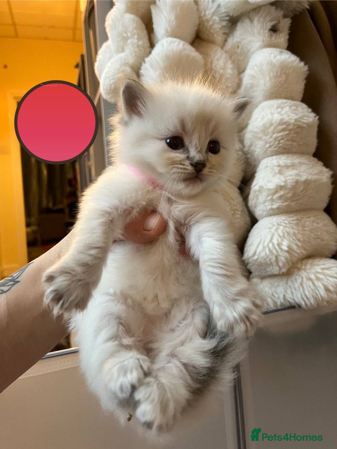 Ragdoll cats for sale: Beautiful pure ragdoll kittens  - Advert 20