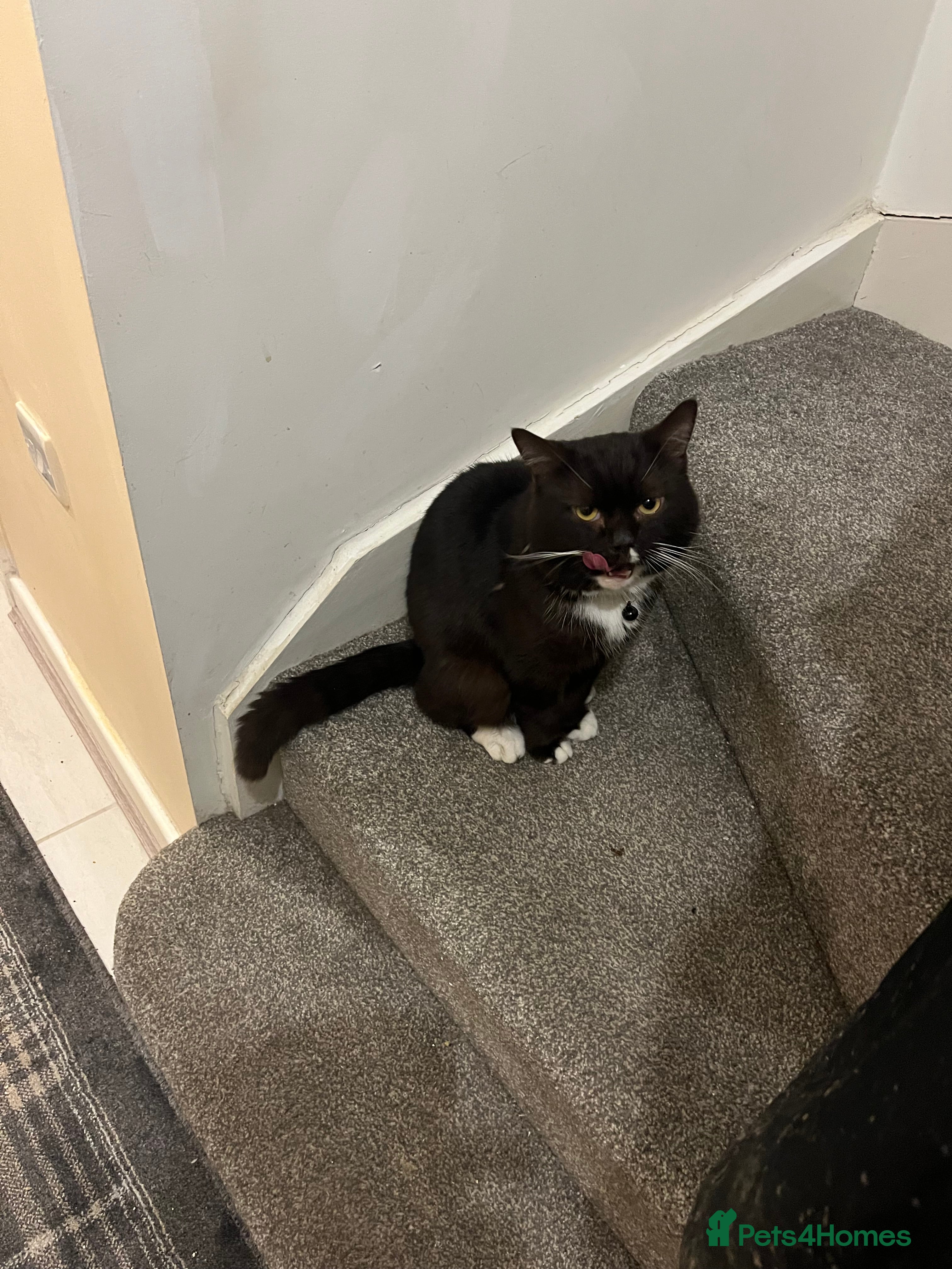 British Shorthair cats Cat for rehoming  - Advert 1