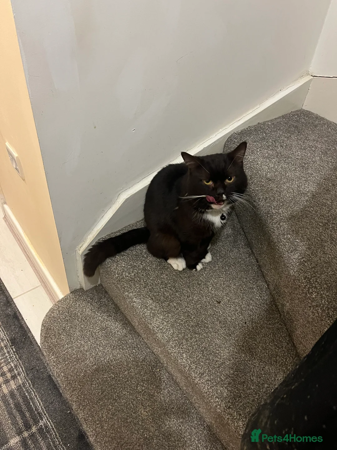 British Shorthair cats for sale: Cat for rehoming  - Advert 1