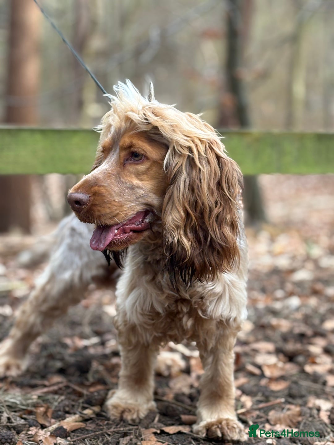 Cocker Spaniel dogs for stud: Show Cocker For Stud Only  - Advert 5