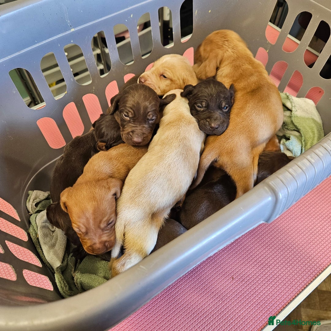 Hungarian Vizsla dogs for sale: Hungarian vizsla pups top quality pups  - Image 1