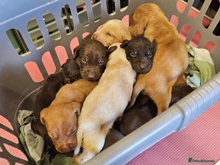Hungarian Vizsla dogs - Advert 5
