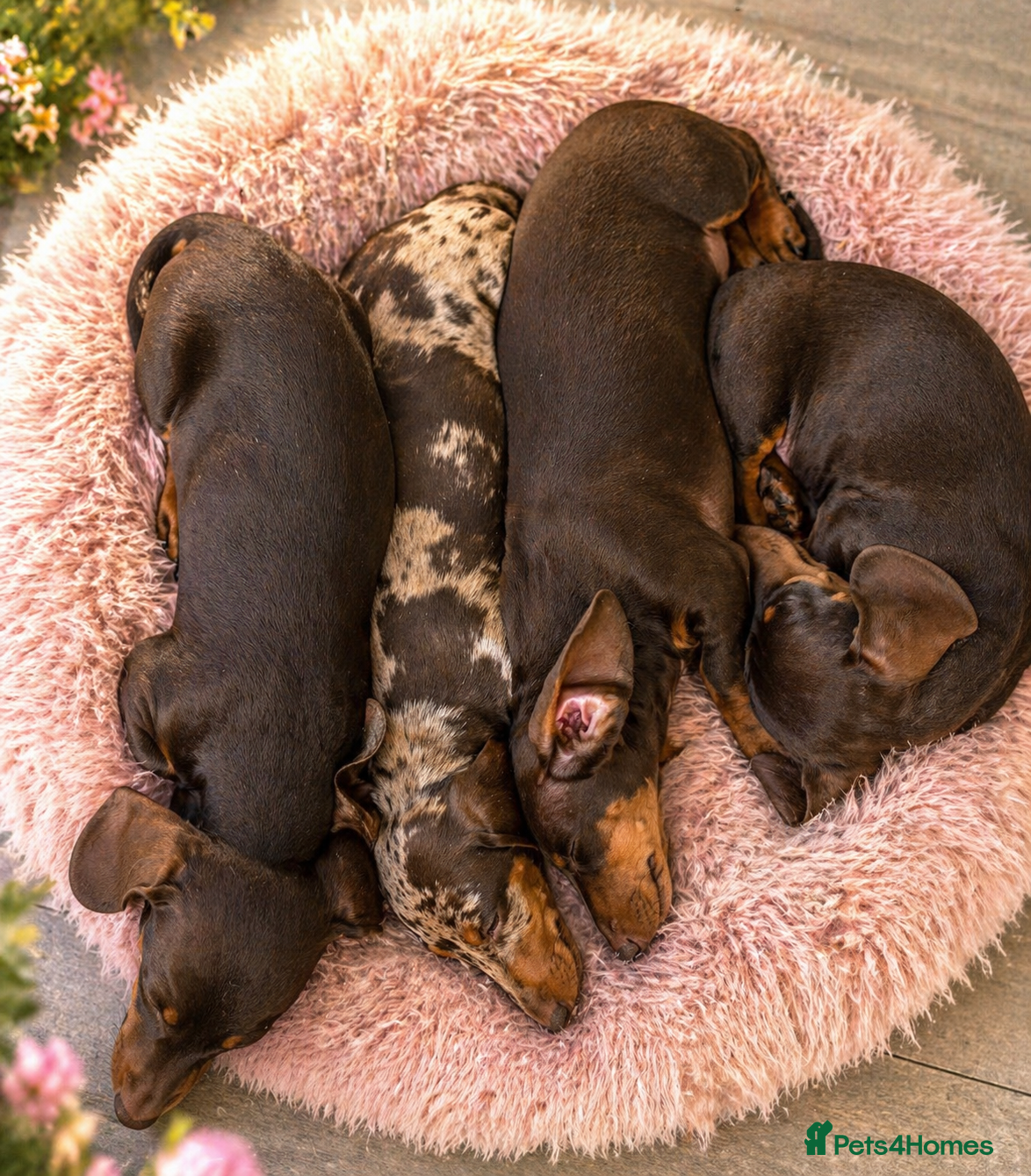 Miniature Dachshund dogs Miniature dachshund - KC registered last boy - Advert 2