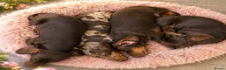 Miniature Dachshund dogs for sale: Miniature dachshund - KC registered  - Advert 2