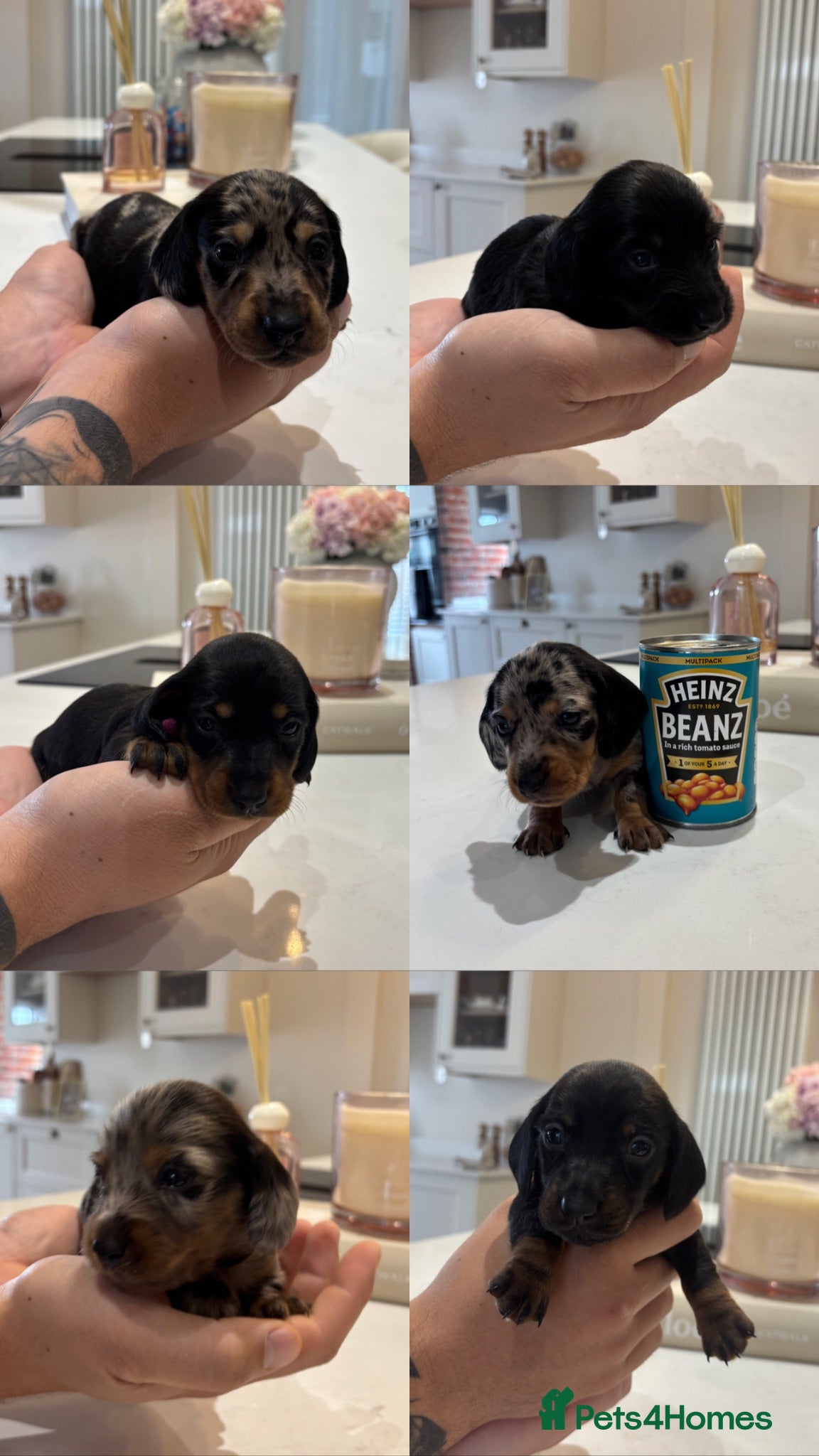 Miniature Dachshund dogs Long hair/short hair miniature dachshund💖 - Advert 1