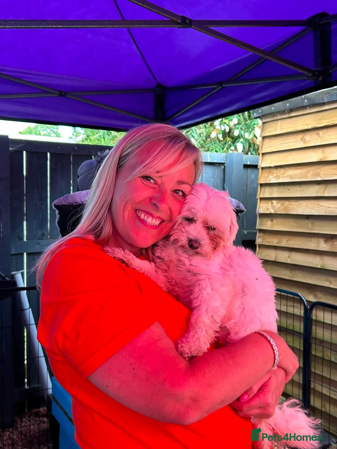Mixed Breed dogs for adoption: Laly - In Ayr Looking for a home  - Advert 5