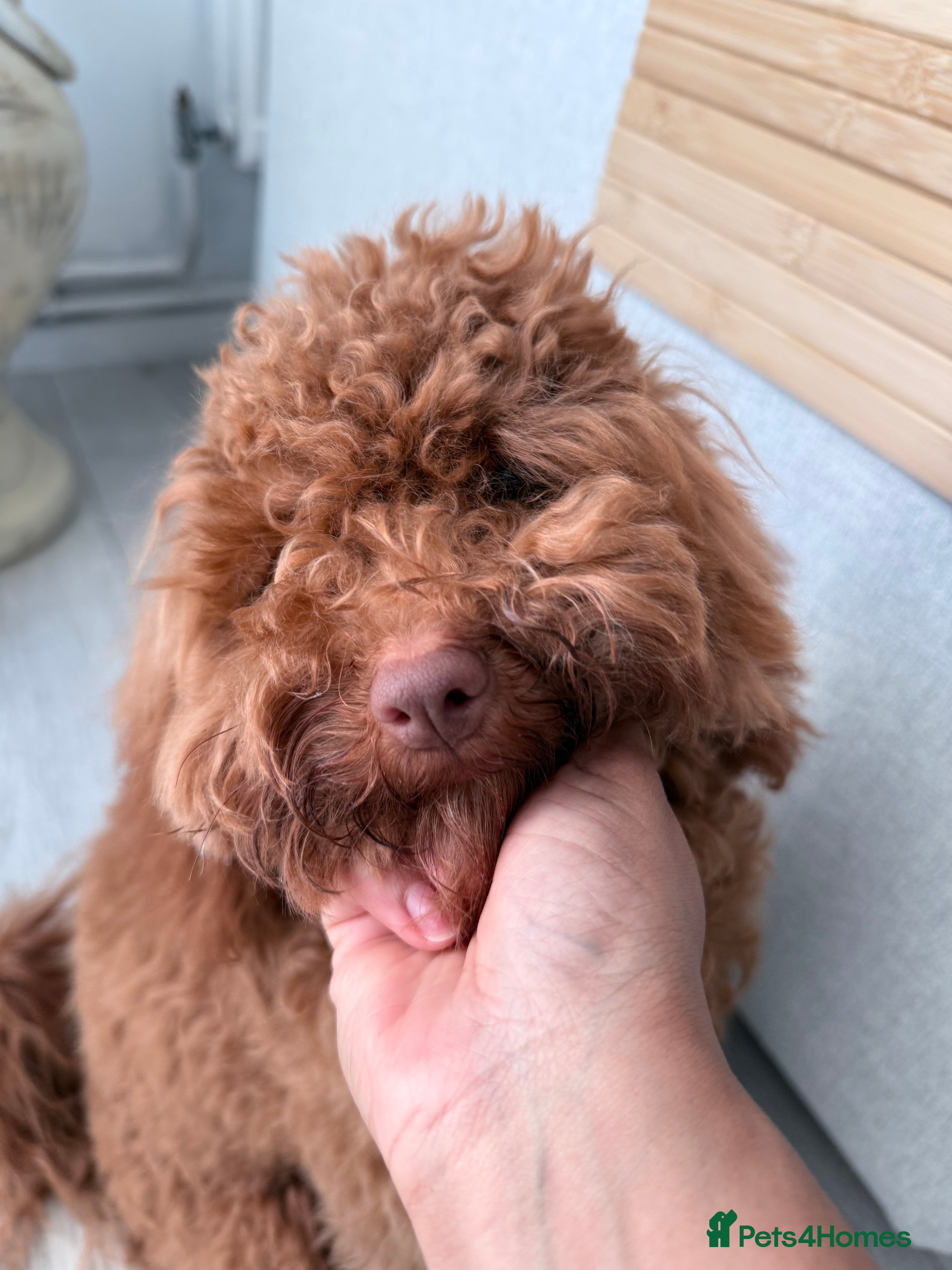 Cockapoo dogs Puppy need to be rehome  - Advert 1