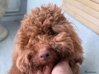 Cockapoo dogs Puppy need to be rehome - Advert 1