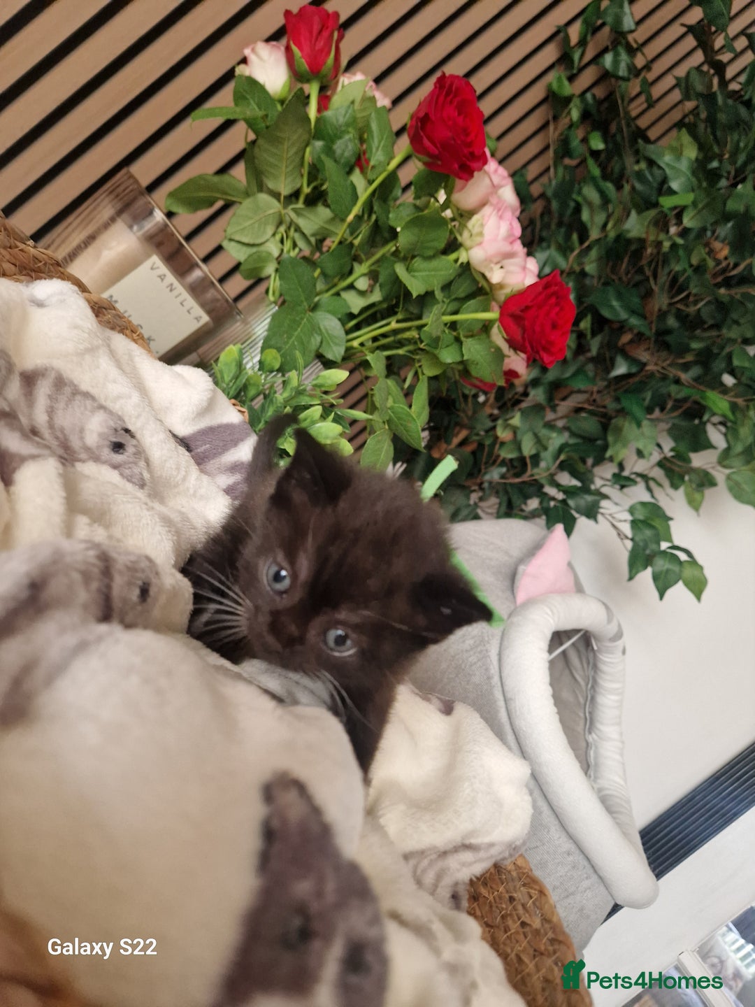 Scottish Fold cats for sale: Scotish fold/straight kittens  - Advert 3