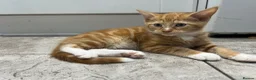 Mixed Breed cats for sale: Beautiful Friendly Kittens Ready for Loving Homes - Advert 15