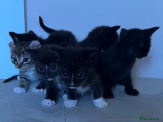Mixed Breed cats Sphynx cross kittens x6 - Advert 2